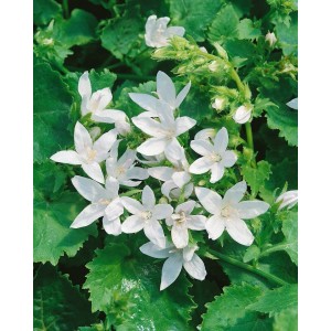 Weiße Polsterglockenblume 'E.H.Frost' im 9x9 cm Topf, ideal als Bodendecker.