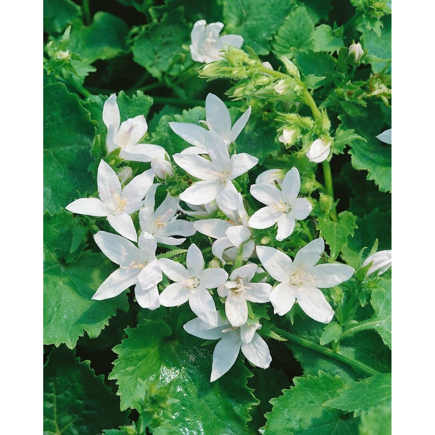 Campanula Poscharskyana E.H.Frost Polsterglockenblume Weiß Ca. 9x9 cm Topf günstig online kaufen