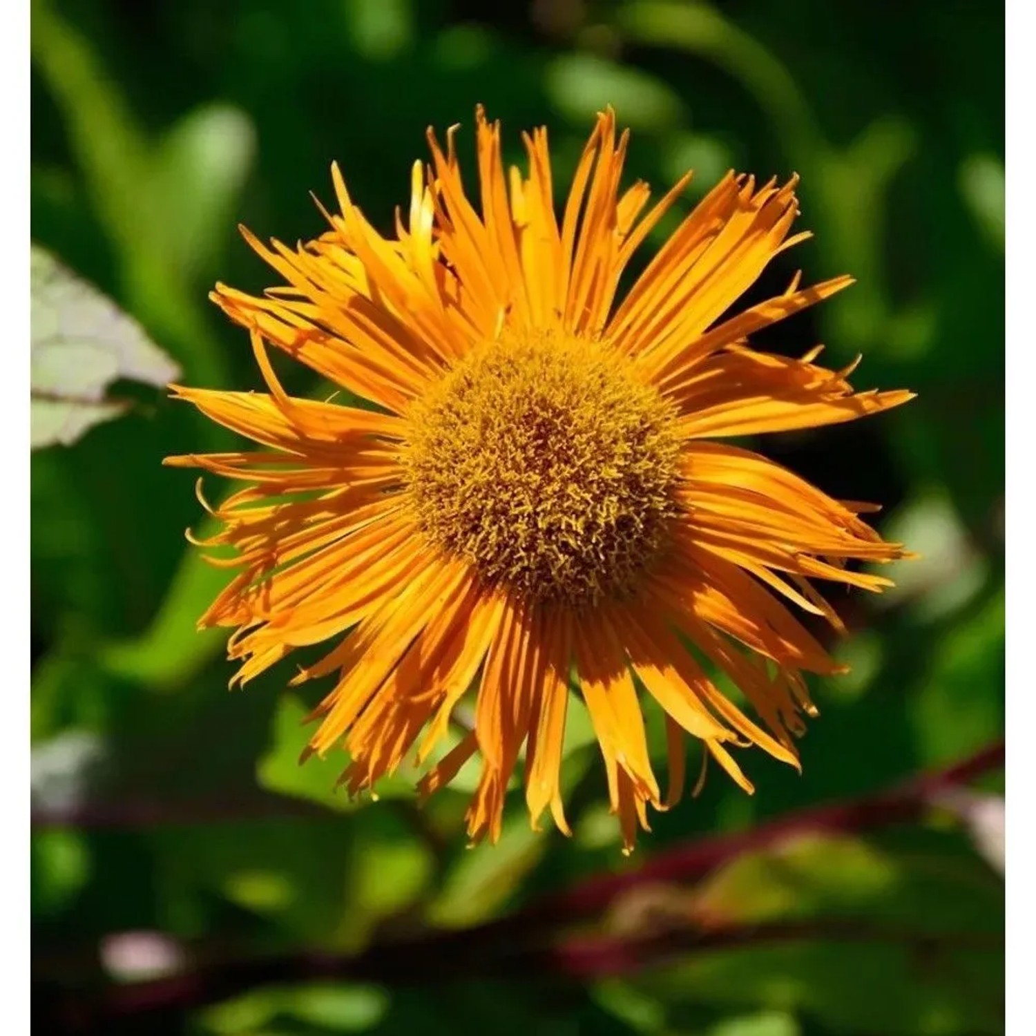 Orientatlant Grandiflora - Inula orientalis