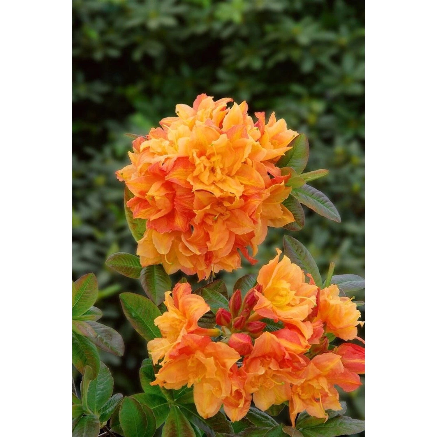 Rhododendron Luteum Csardas Gelb 40–50 cm günstig online kaufen