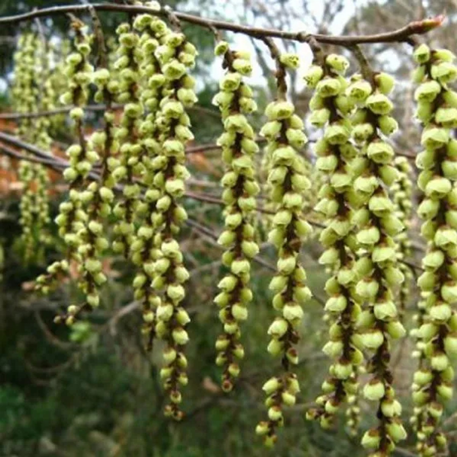 Perlschweif 'Celina' Stachyurus chinensis 40 bis 50 cm im Container Ziergehölz