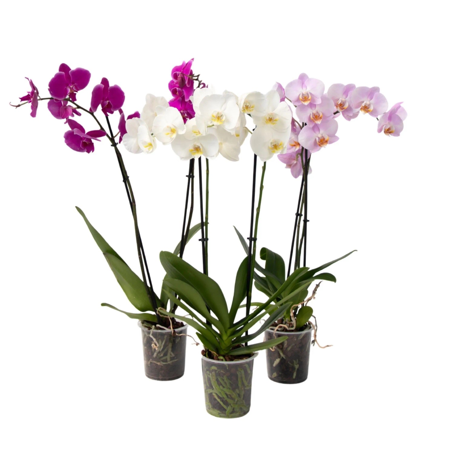 Plant In A Box Schmetterlingsorchidee X3 Phalaenopsis Höhe 50cm Ø12 Bunt