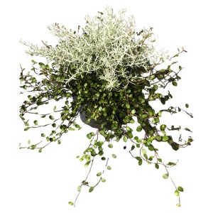 Drahtwein-Currykraut Duo im Topf, eine dekorative Herbstpflanze für Schalen und Kästen.