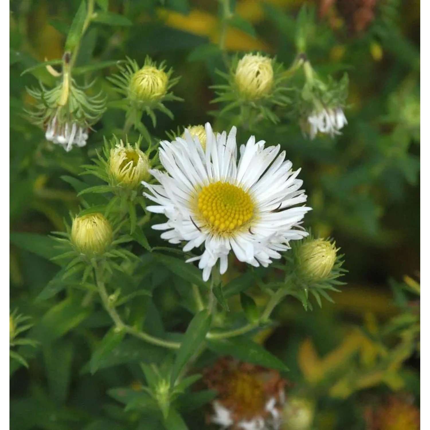Wild Aster Starshine - Aster ageratoides