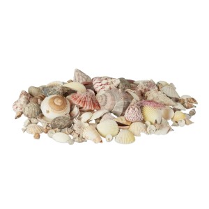 Dekoratives Muschel Set mit bunten Naturmuscheln und Meeresschnecken in verschiedenen Formen und Größen für Deko.