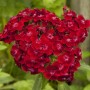 Farbset Rosa und Rot: Nahaufnahme einer roten Phlox-Blüte im Garten.