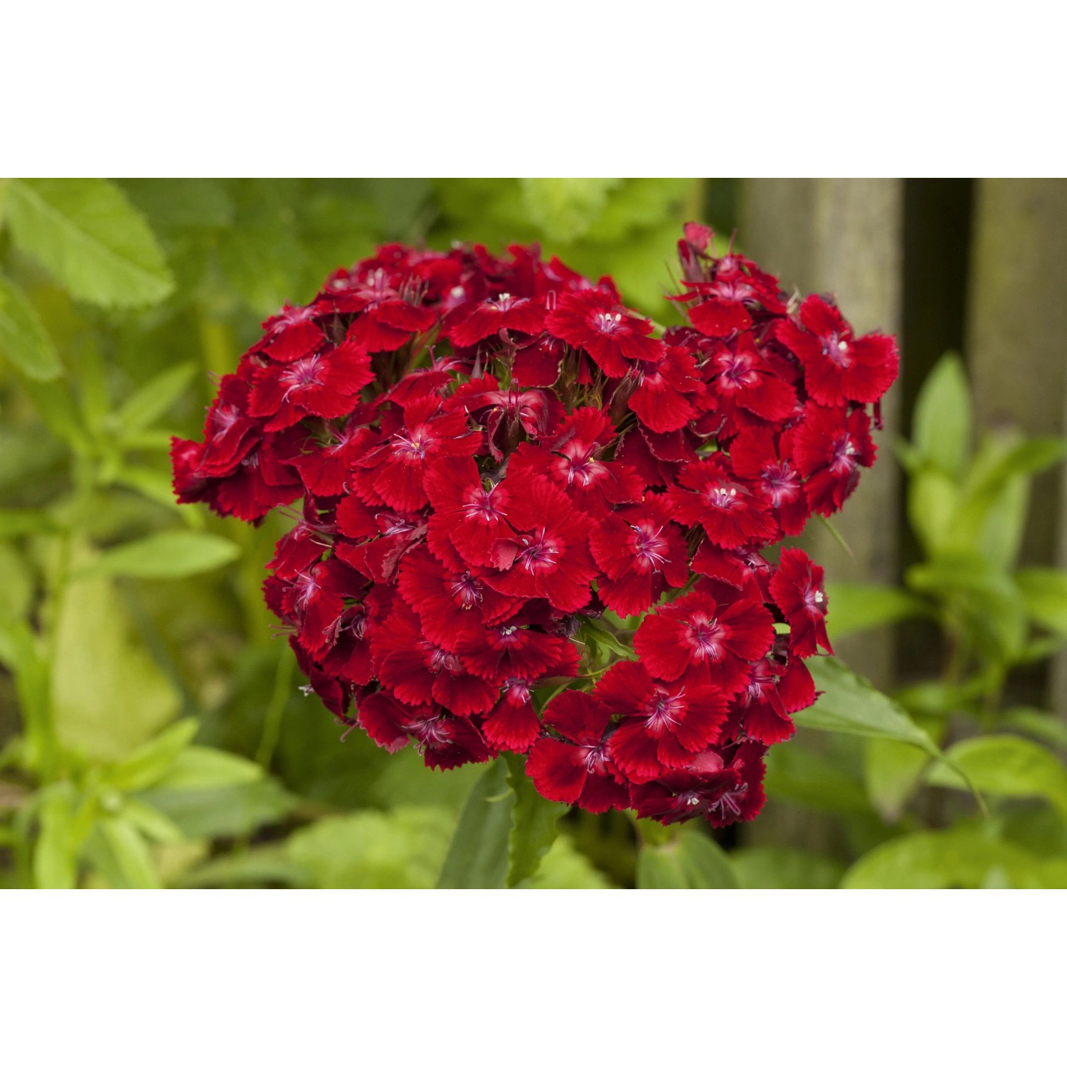 Farbset Rosa und Rot: Nahaufnahme einer roten Phlox-Blüte im Garten.