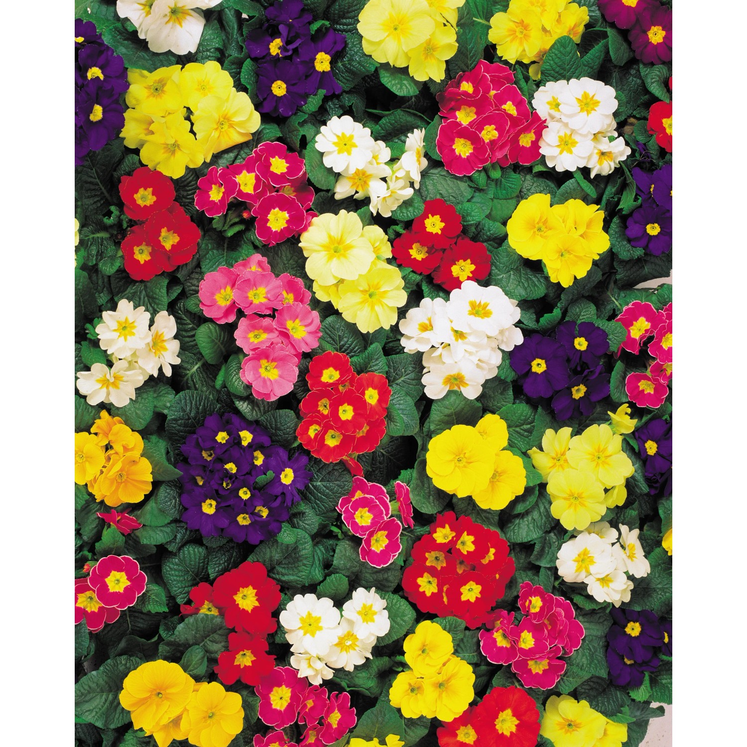 Primel, Sondersorten T10,5, Primula acaulis