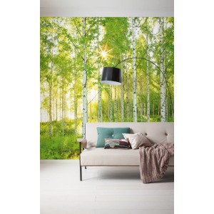 Komar Vlies Fototapete Sunday mit Birkenwald-Motiv, 300x250 cm.