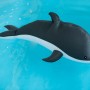 Westmann Pool Buddy Delfin, grau-weiß, schwimmend im Wasser.