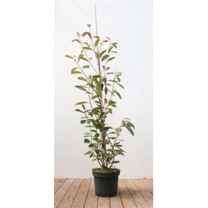 Photinia Red Robin, Glanzmispel im Topf, 100-125cm hoch, mit roten und grünen Blättern.