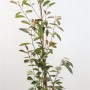 Photinia Red Robin, Glanzmispel im Topf, 100-125cm hoch, mit roten und grünen Blättern.