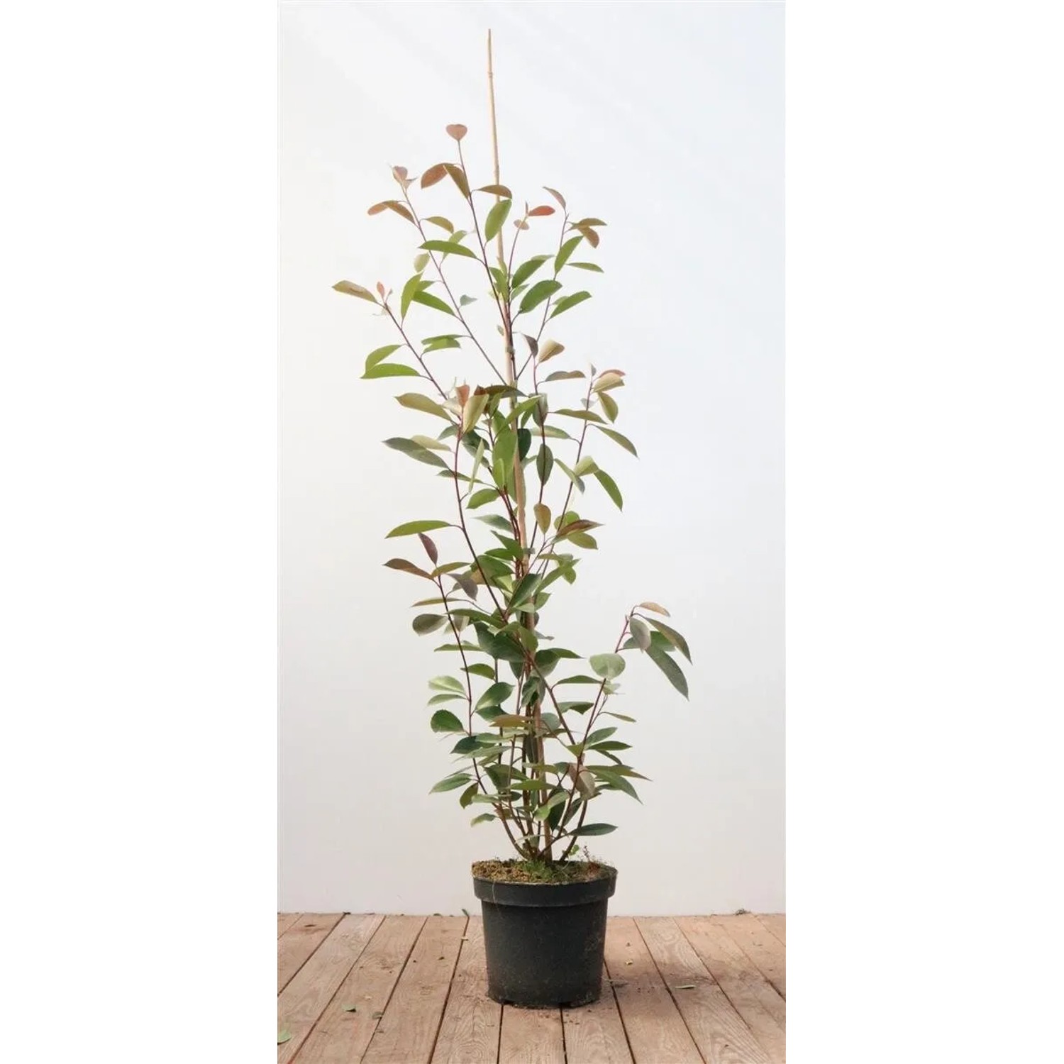 Photinia Red Robin, Glanzmispel im Topf, 100-125cm hoch, mit roten und grünen Blättern.