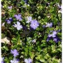Nahaufnahme von blühendem, kleinblättrigem Immergrün (Vinca minor Anna) mit grünen Blättern und lila Blüten.
