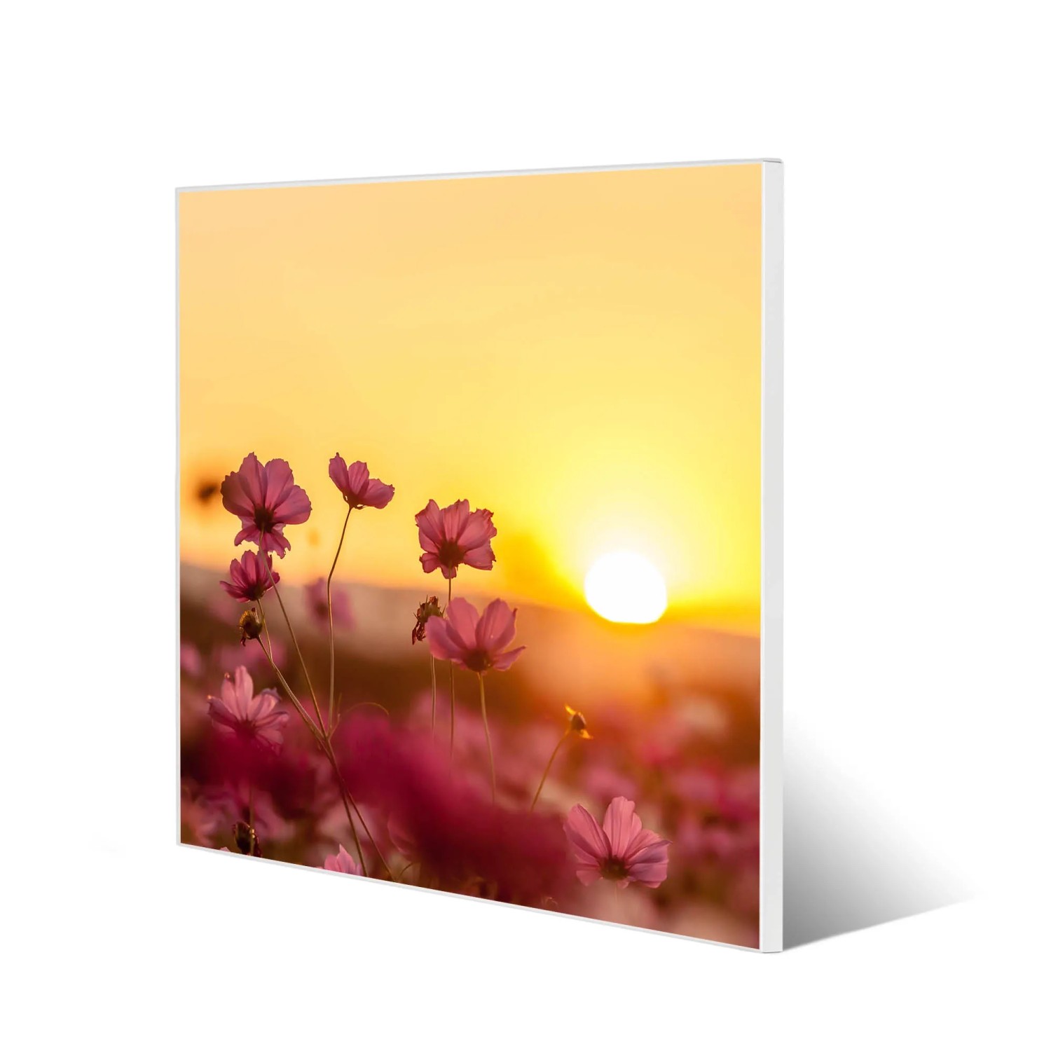 Banjado Magnettafel 50x50 mit Cosmea Feld Motiv. Magnetwand, Pinnwand für Notizen und Fotos.