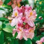 Blühender Rhododendron Luteum Cecile mit rosa-gelben Blüten und grünen Blättern.