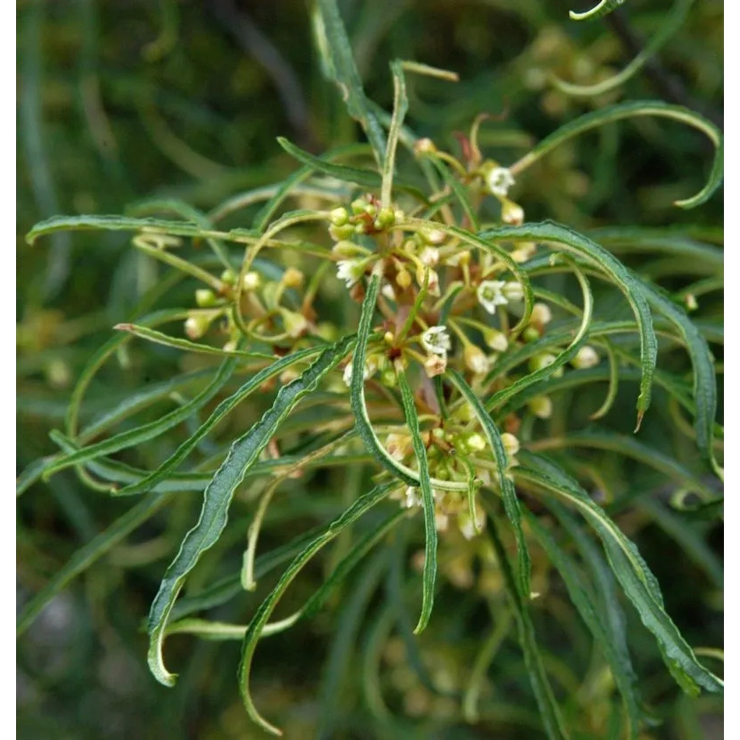 Hochstamm Faulbaum Minaret 80-100cm - Rhamnus frangula