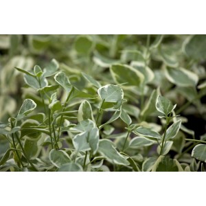 Immergrün 'Ralph Shugert' mit blau-grünen Blättern und weißem Rand im 9x9 cm Topf.