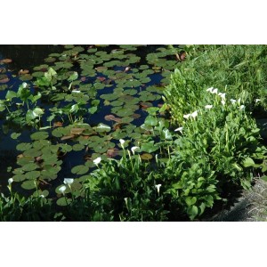 Sumpfcalla (Calla Palustris) am Teichrand mit Seerosen, weiße Blüten und grüne Blätter.