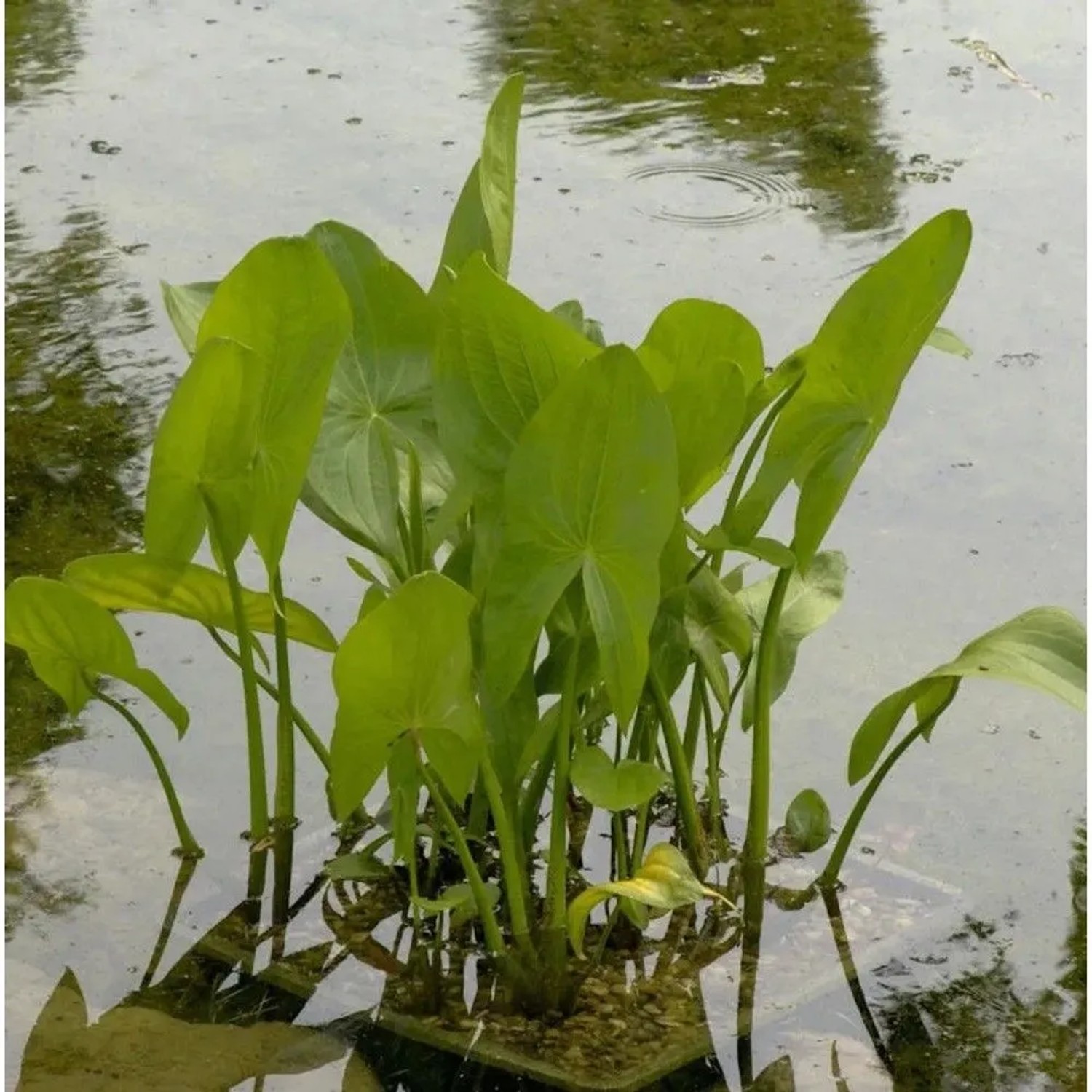 Gewöhnliches Pfeilkraut - Sagittaria sagittifolia_2