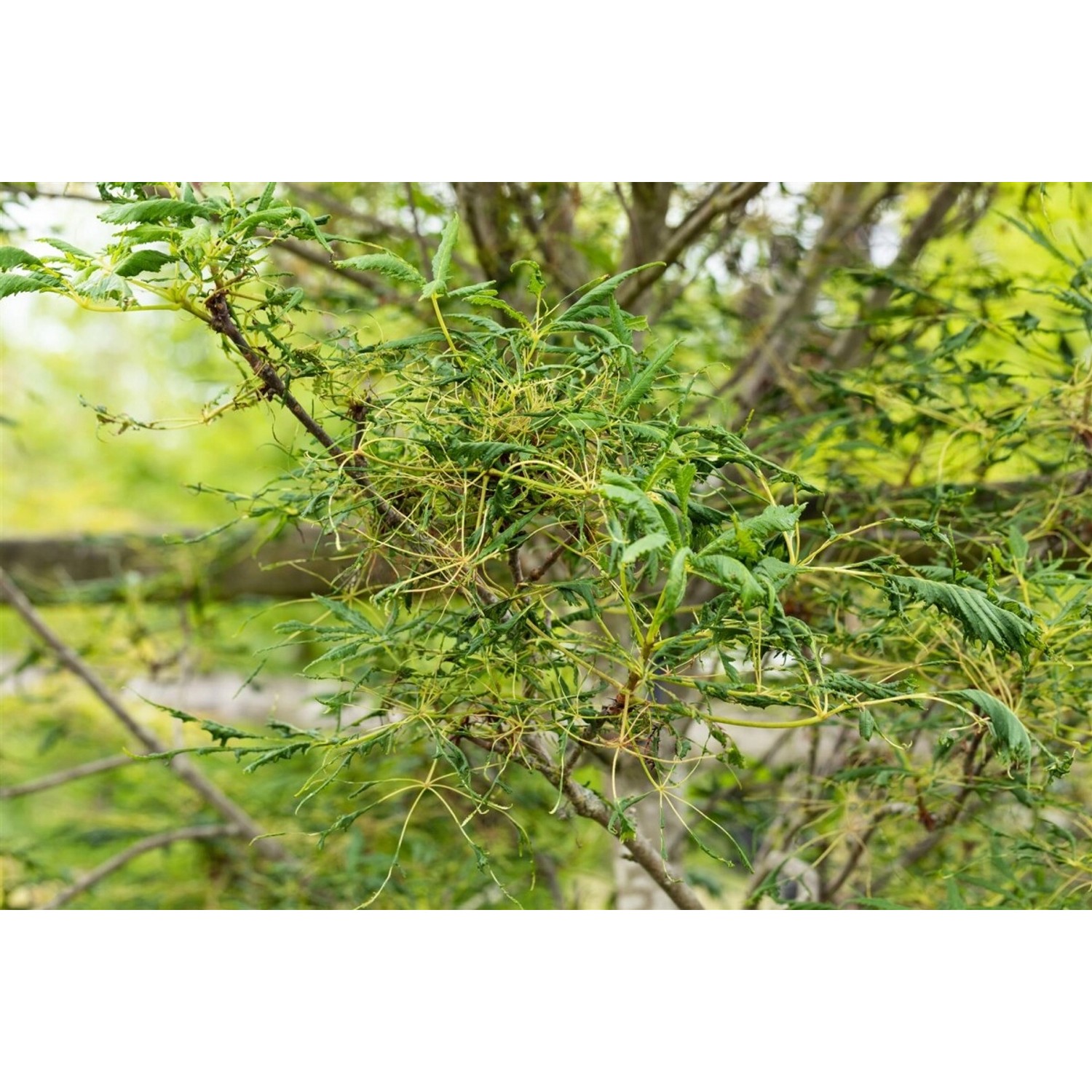 Aesculus Hippocastanum Laciniata Rosskastanie 30–40 cm Gefiedert günstig online kaufen