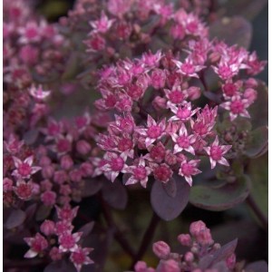 Nahaufnahme der Pflaumen Fetthenne 'Vera Jameson' Staude mit rosa Blüten.