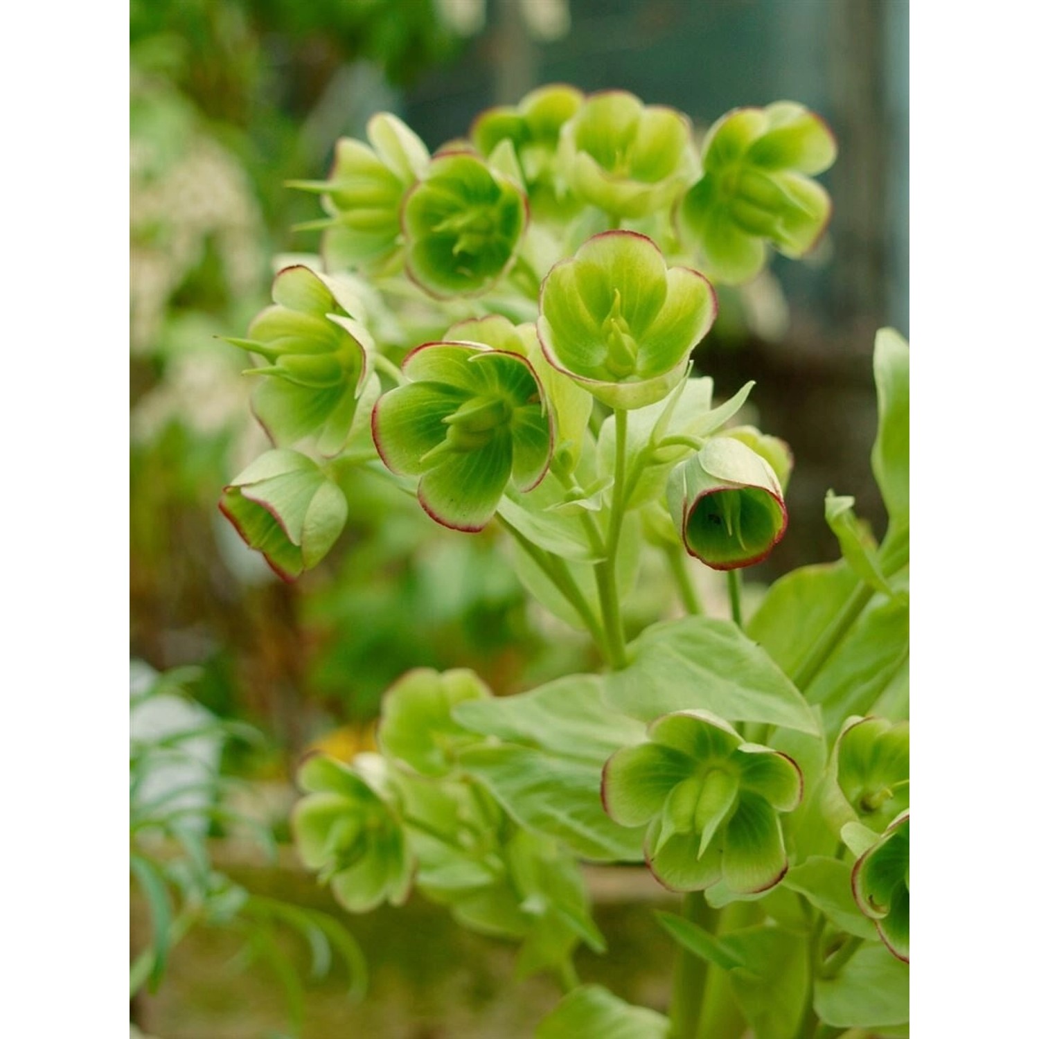 Helleborus Foetidus Wester Flisk Stinkende Nieswurz Ca. 11x11 cm Topf günstig online kaufen