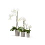 Ecopots Pflanztöpfe Morinda, braungrau, in drei Größen mit weißen Orchideen.