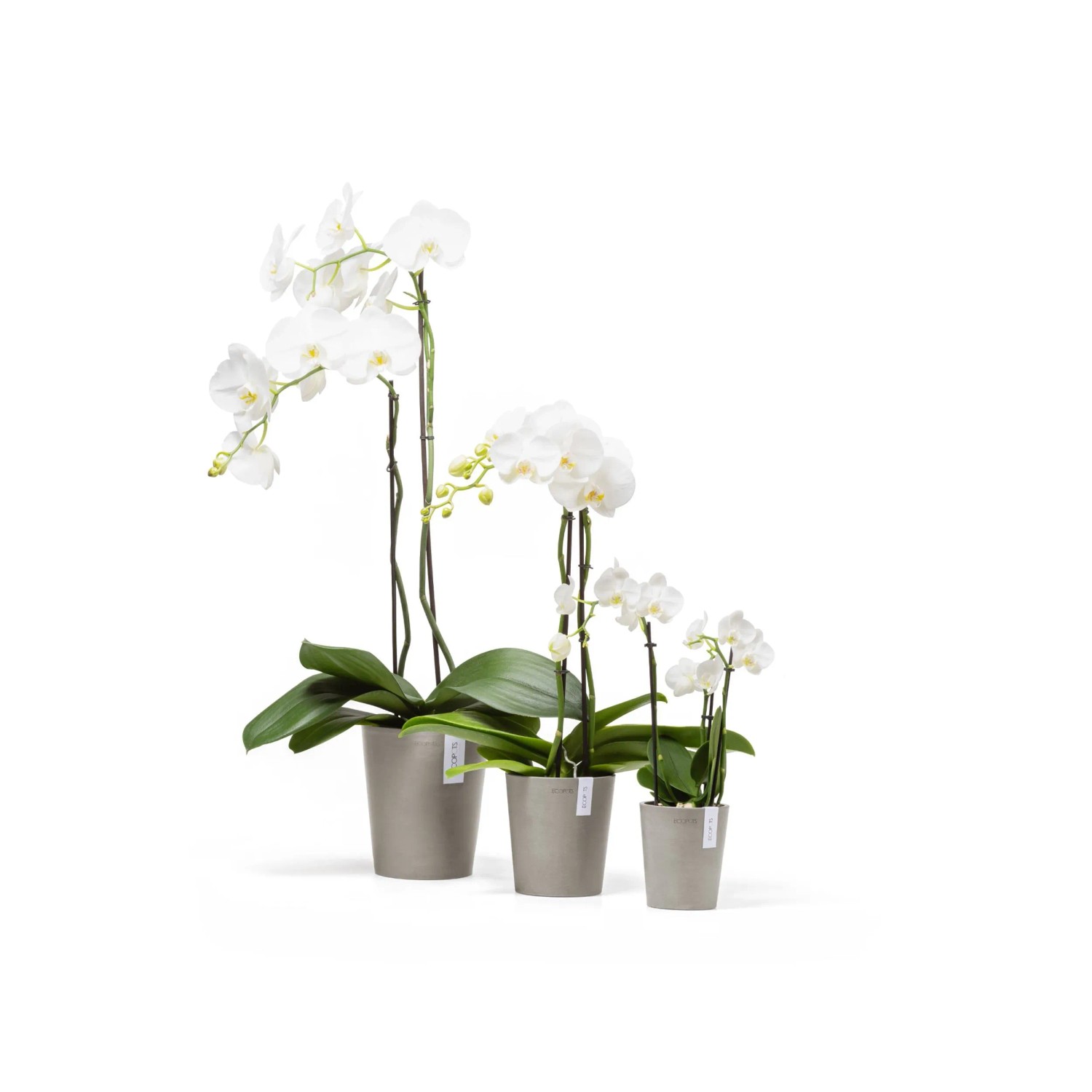 Ecopots Pflanztöpfe Morinda, braungrau, in drei Größen mit weißen Orchideen.