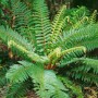 Buschiger Brauns Schildfarn (Polystichum Braunii) im 9x9 cm Topf. Immergrüne Staude für schattige Standorte.
