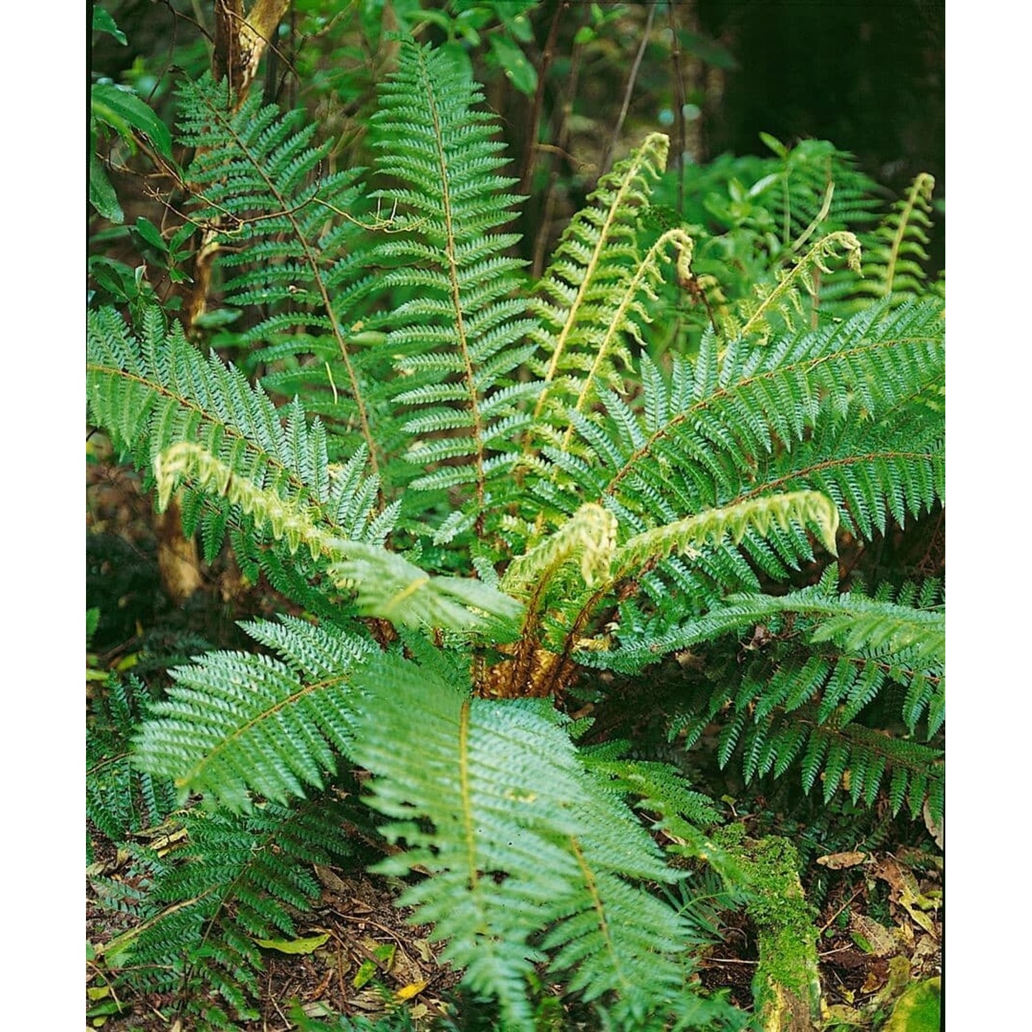 Polystichum Braunii Brauns Schildfarn Ca. 9x9 cm Topf günstig online kaufen