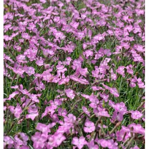 Blühende Pfingstnelke Amaranth (Dianthus gratianopolitanus) im Gartenbeet.