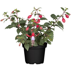 Fuchsie Rot im Topf, ca. 45cm hoch. Blühende Kübelpflanze mit roten und lila Blüten.