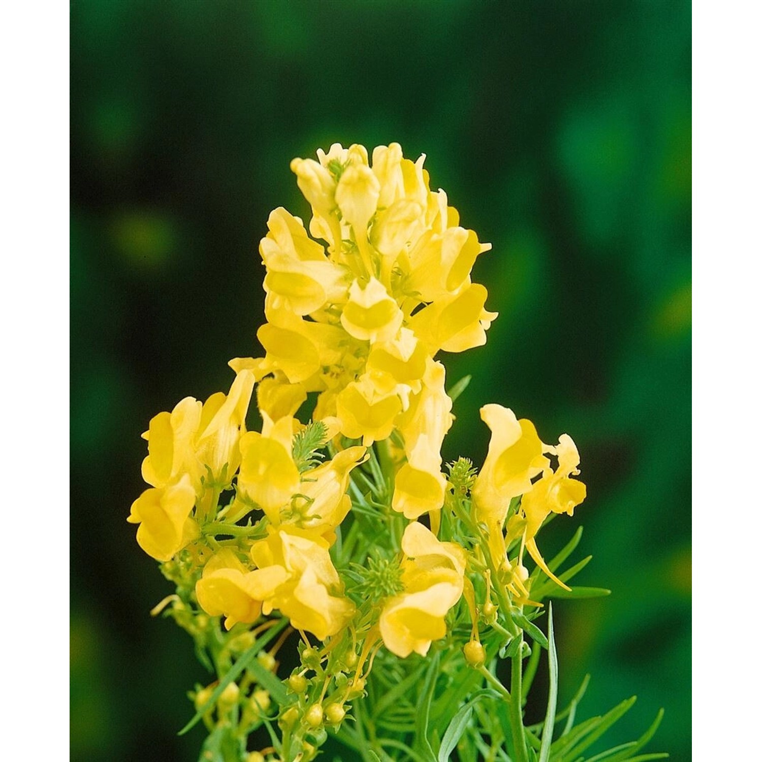 Linaria Vulgaris Gewöhnliches Leinkraut Ca. 9x9 cm Topf günstig online kaufen