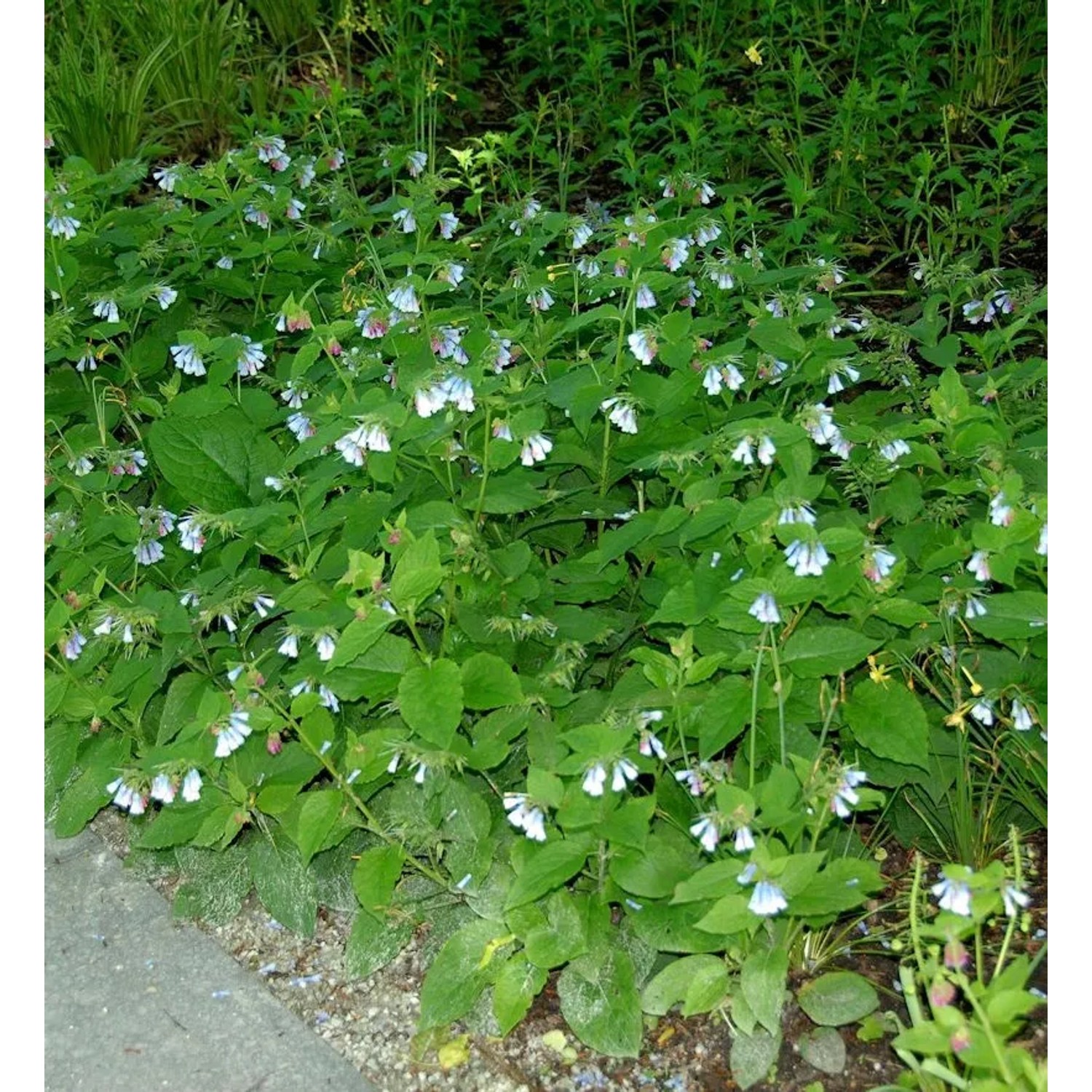 Kaukasus Beinwell Blaue Glocke - Symphytum grandiflorum