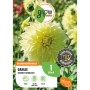 Gelbe Dahlie Kelvin Floodlight, ca. 90cm hoch, aus der OBI GROW Kollektion.
