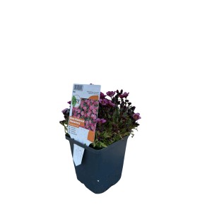 Moossteinbrech Rosenzwerg im Topf, rosa Blüten, geeignet für Gruppenbepflanzung.