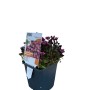 Moossteinbrech Rosenzwerg im Topf, rosa Blüten, geeignet für Gruppenbepflanzung.