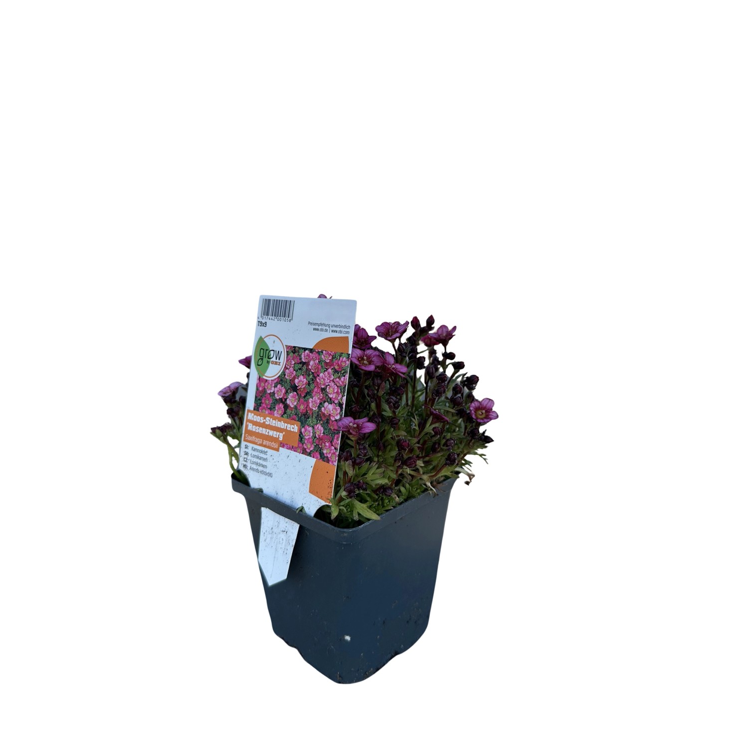 GROW by OBI Moossteinbrech Rosenzwerg Rosa Topf-Ø ca. 9 cm x 9 cm Saxifraga