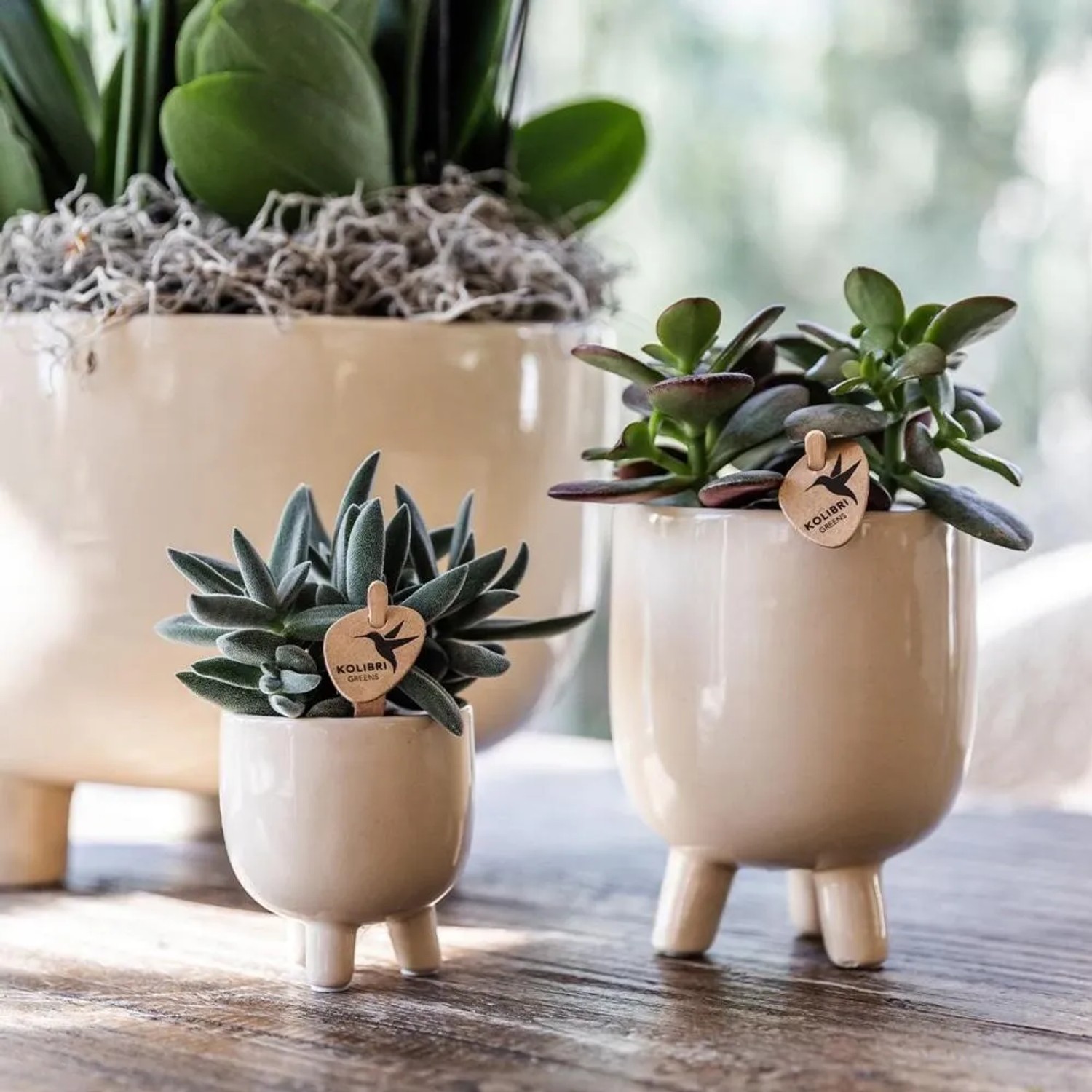 Kolibri Orchideen in Travertin Gummitöpfen, verschiedene Pflanzen in Töpfen mit Füßen.