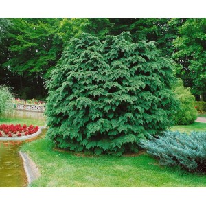 Grüne Chamaecyparis Lawsoniana 'Nidiformis' Scheinzypresse mit 80 cm Stammhöhe im Garten.