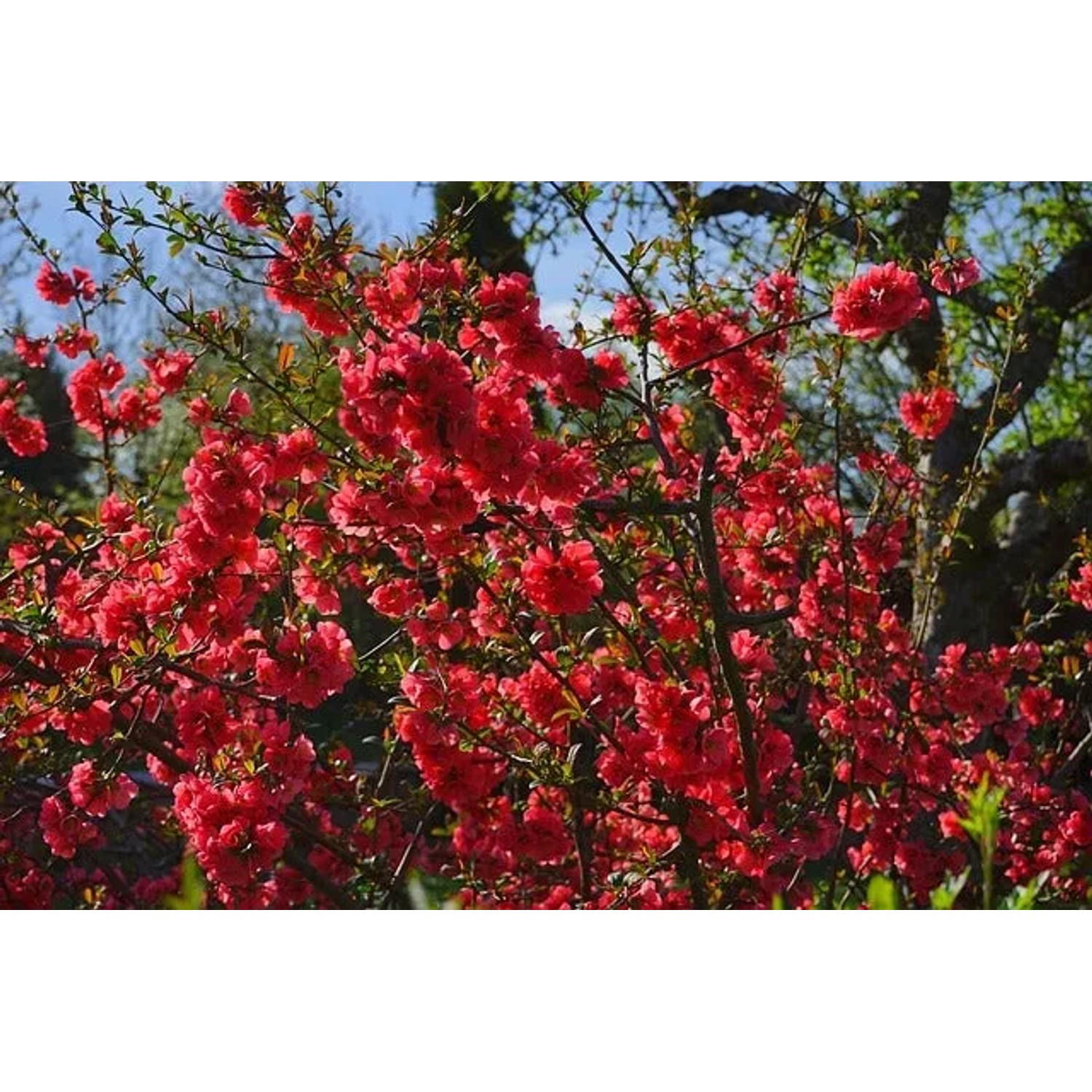Blühende Japanische Zierquitte als Topfpflanze mit roten Blüten.