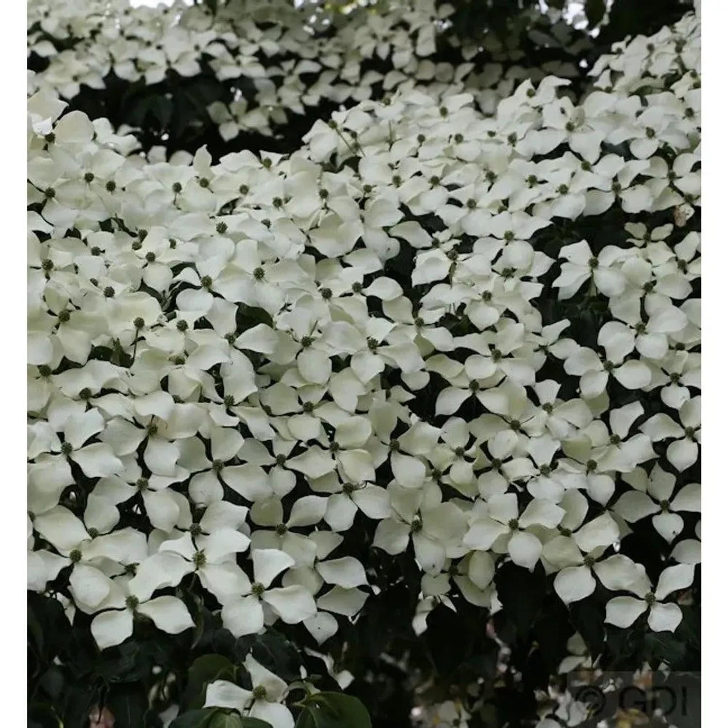 Chinesischer Blumen Hartriegel Wietings Select 100-125cm - Cornus kousa