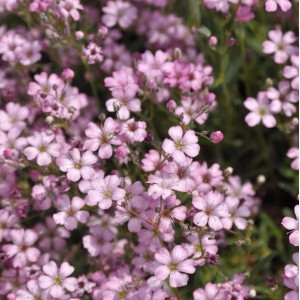 Dichtes Teppich Schleierkraut (Gypsophila repens) mit vielen kleinen hellrosa Blüten und Knospen, ideal für Steingärten.