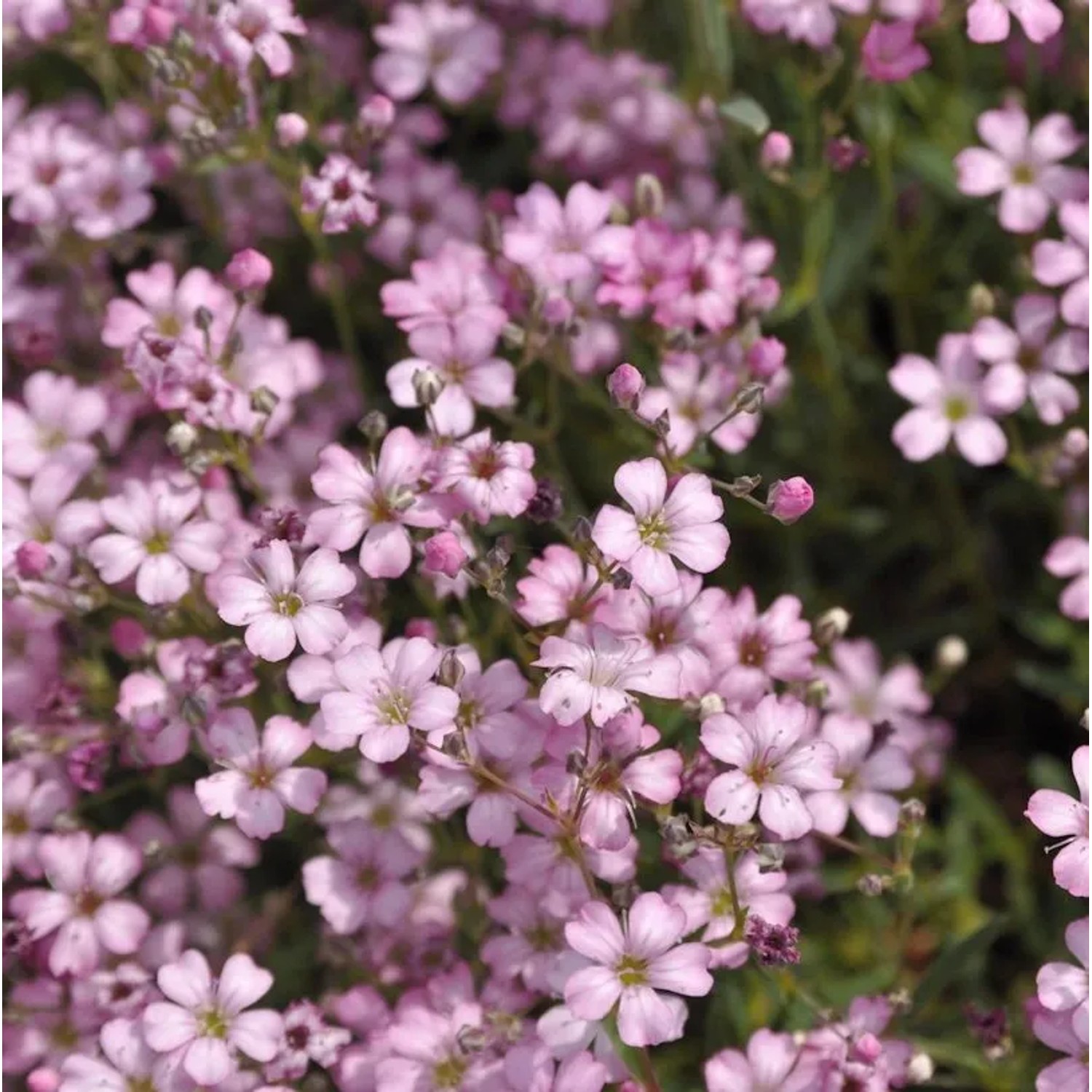 Teppich Schleierkraut hellrosa - Gypsophila repens