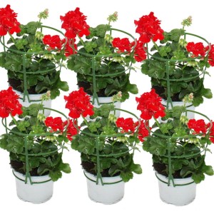 Set aus 6 hängenden Exotenherz Geranien (Pelargonium peltatum) im 12cm Topf, hellrote Blüten.