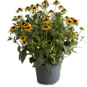 Sonnenhut 'Little Gold Star' im Topf, ca. 45-60 cm hoch, gelbe Blüten mit dunkler Mitte.