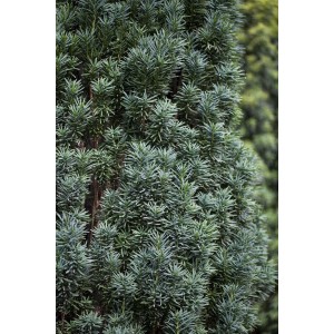 Detailaufnahme der Taxus baccata 'Pirat' Heckenpflanze, 100-120 cm hoch, immergrün.
