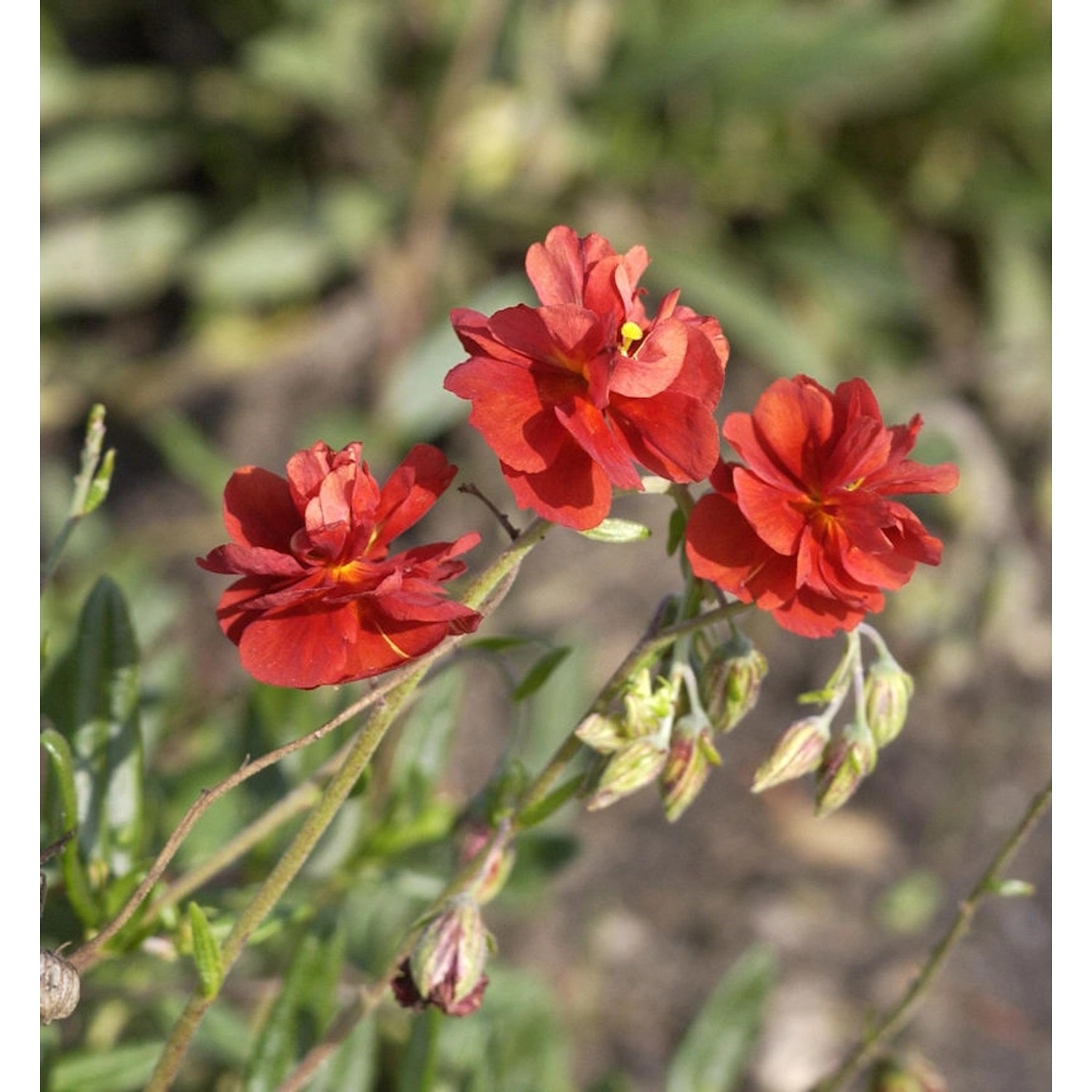 Sonnenröschen Rubin - Helianthemum günstig online kaufen