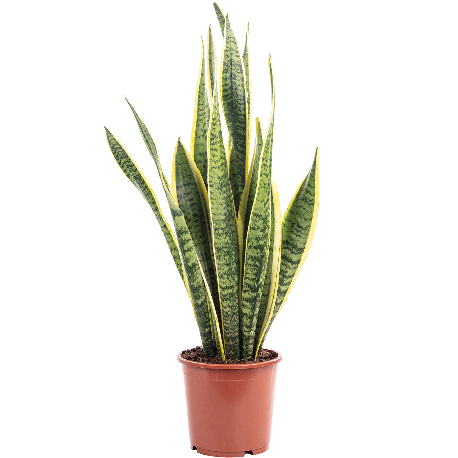 Value Greens Sansevieria Trifasciata 'Laurentii'  Robuster Bogenhanf  Luftr günstig online kaufen